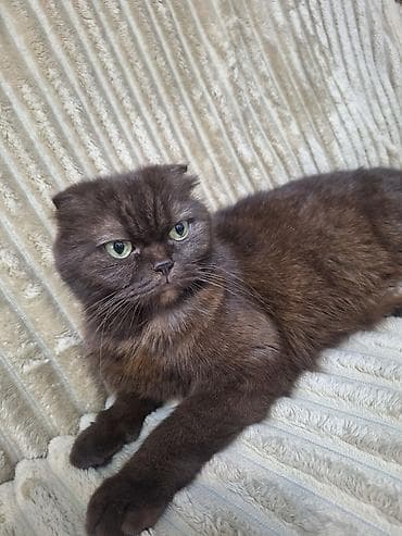 продаются котята: Пушистые котята разной окраски - Породы/типы: короткошёрстные котята — 2