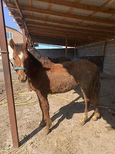 обувь мюли: Продаю | Жеребенок | Полукровка | Для разведения | Племенные — 6