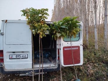 саженцы живой изгороди купить: Көчөттөр дарактардын: Клёндор — 3