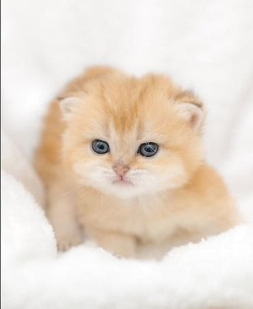 рыжая кошка: Британская короткошёрстная, 1 месяц, Мальчик, Золотая шиншилла, Приучена к лотку, Проглистована, С документами — 6
