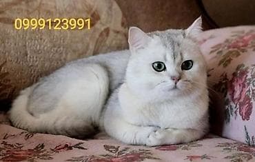 Ангорская, 2 месяца, Девочка, Белый, Приучена к лотку
