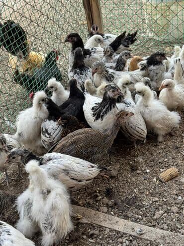 купить кур несушек оптом: Продам сразу всех цыплят — 3