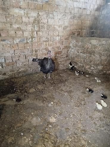 Продам с/х животных: Продаю | Индюшка (самка) | Для разведения | Племенные — 2