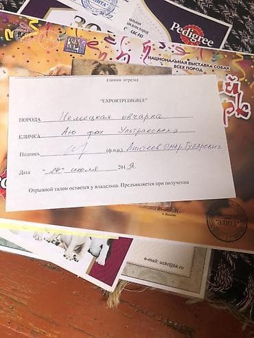 собаки карабалта: Порода: немецкая овчарка (черно-рыжий окрас). Описание: - Собака — 7