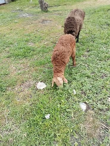 рыбы в кыргызстане: Продаю | Овца (самка) | Гиссарская | Для разведения | Матка — 9