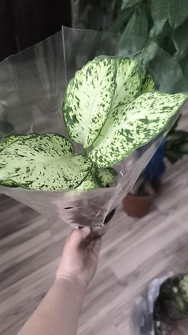 бетонные горшки: Комнатные растения в горшках 1) Фикуc эластика (Робуста) - Компактный — 1