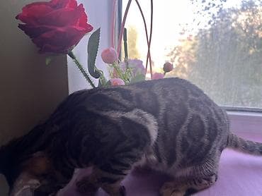 коты бишкек: Бенгал, 6 айлык, Ургаачы, Курттардан тазаланган — 2