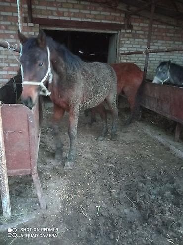 бирки для баранов: Продаю | Жеребец | Рабочий — 6