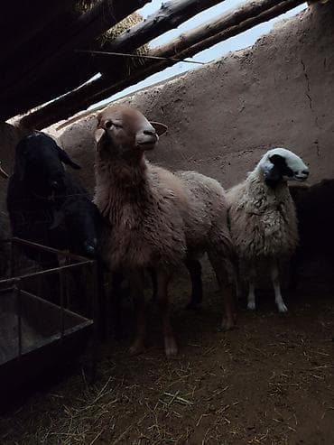 эркек ит ош: Сатам | Ургаачы кой (ургаачы) | Аргын | Көбөйтүү үчүн | Ургаачы — 3