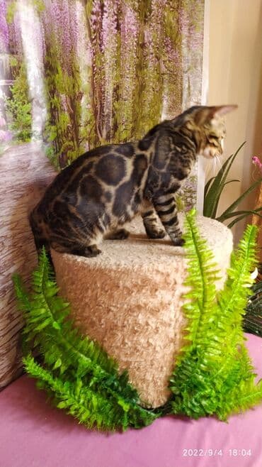 новорожденные котята: Красивейшие Бенгальские котята . разный возраст. Большой — 1