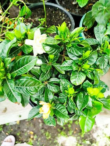 Декор и интерьер: Гардения жасминовидная (Gardenia jasminoides) в горшке. - Компактный — 3