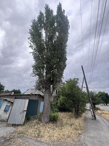 колотые дрова: Продаю тополь на участке государства разрешение на спил получено — 2