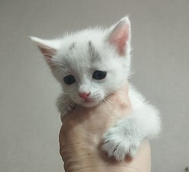 домашние кошки: Белоснежный котёнок с серыми отметинами на лбу и ушках. Крупные — 1