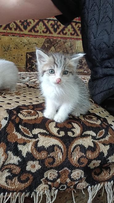 Котята домашние - Породы не заявлены. На фото: несколько белоснежных