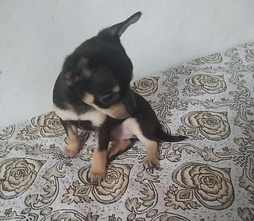 мини пу: Той-терьер, 1 месяц, Самец — 2