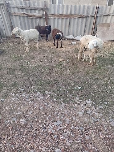 для овец: Продаю | Овца (самка), Ягненок | Гиссарская, Полукровка | На забой, Для разведения | Котные, Матка — 1