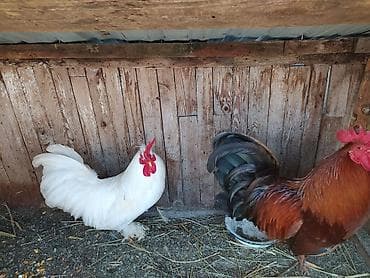 брама кохинхин цыплята: Продаю | Куры | Домашняя | Для разведения — 4