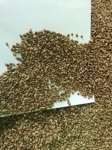 купить саженцы цветов в бишкеке: Коп жылдык эспарцет уругу. Уроончулук чарба "Победитель" Ысыккол обл — 2