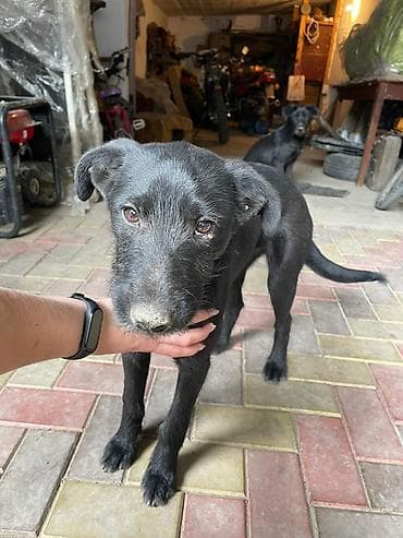 Ит бекер берилет: Жөнөкөй ит, 6 айлык, Ургаачы, Эмделген — 2