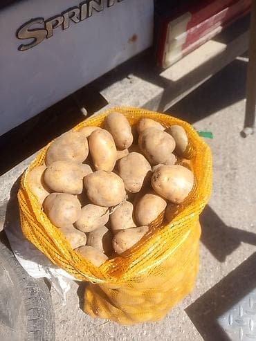 ак кой: Картошка Джелли — 2