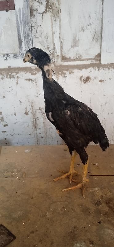 Дакан жожо мекиштер сатылат 4 айлык жакшы заттан баасы 1200 сомдон — 2