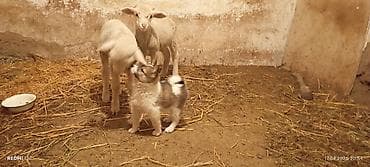 сибу ину: Щенки (смотрите фото) - Возраст: щенки, пушистые, крепкие. - Окрас — 3