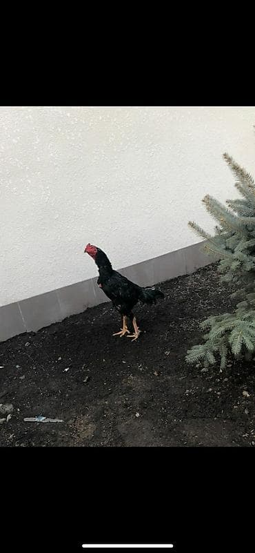 питбуль бой: Продаю | Петух | Бойцовая | Для разведения — 1