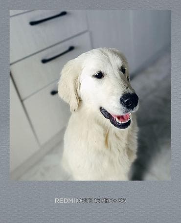 Ретривер, 5 месяцев, Самка, С прививкой