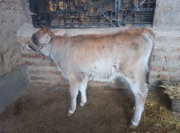 бычок телка: Продаю | Бык (самец) | На откорм | Привязанные — 2