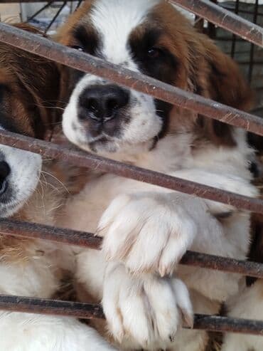 где можно купить йоркширского терьера: Порода: московская сторожевая Описание: - Крупные, мощные собаки с — 6