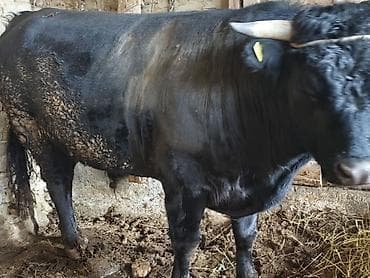 ветеринарные услуги: Продаю | Бык (самец) | Абердин-ангус | На забой — 4