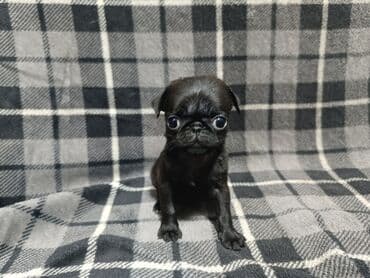 сколько стоит французский бульдог: Щенок породы мопс. Описание: - Компактный, короткошёрстный питомец с — 8