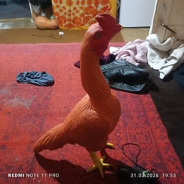 в связи с переездом отдам попугая жако в добрые руки: Продаю | Петух | Бойцовая, Дакан — 2