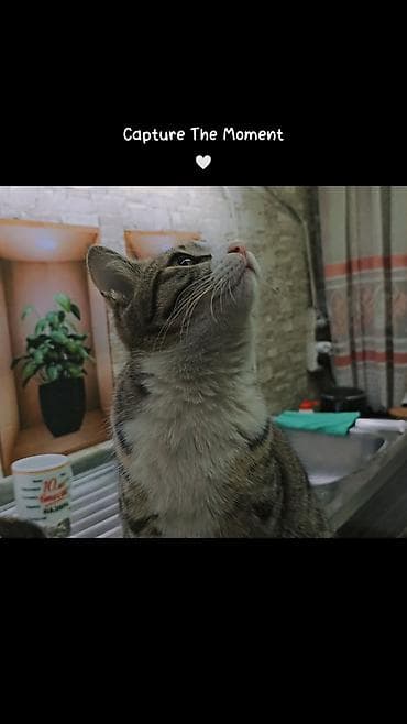 Отдам даром: Отдаём в добрые руки кошку. Ей один год, к лотку приучена. Кушает — 3