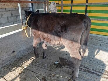 Иттер: Сатам | Уй (ургаачы), Кунаажын, Музоо | Швиц, Абердин-ангус | Бордоп семиртүү үчүн, Көбөйтүү үчүн, Сүт алуу үчүн | Асыл тукумдуу — 3