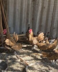 декоративные животные: Сатам | Короздор | Көбөйтүү үчүн — 1