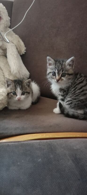 Кошки: Беспородная, 1 месяц, Девочка — 3