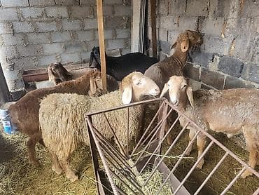 шкура баран: Продаю | Баран (самец) | Полукровка | Для разведения | Ярка — 2