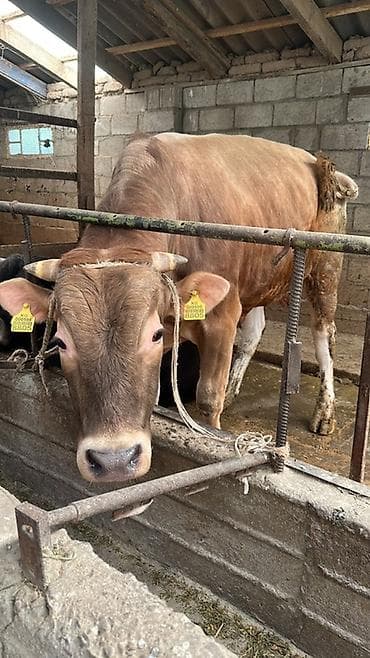 быки кант: Продаю | Корова (самка) | Для молока | Привязанные — 1