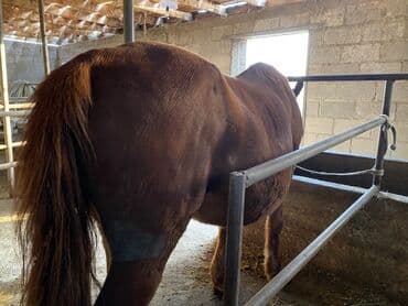 шотландская вислоухая кошка цена бишкек: Продаю | Кобыла (самка) | На забой, Для разведения, Для молока — 3