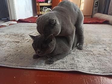 кошка 302: Британские короткошёрстные котята, окраса голубой (плюшевый серый). На — 7