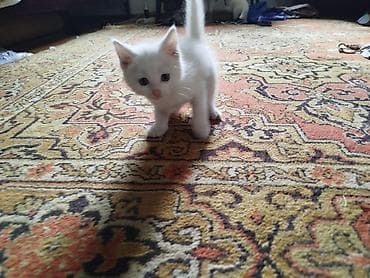 хомяк с клеткой: 2 месяца, Мальчик — 1