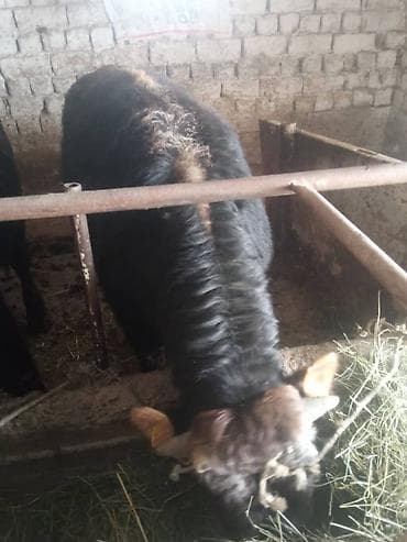 откорм: Продаю | Бык (самец) | На откорм | Привязанные — 3