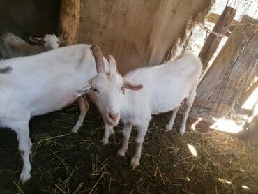 продаю породистых коров: Продаю | Коза (самка), Козёл (самец) | Зааненская | На забой, Для разведения, Для молока | Котные, Осеменитель — 9