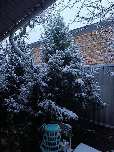 драцена купить: Живые хвойные деревья для участка/декора. - Породы: ель/пихта — 10