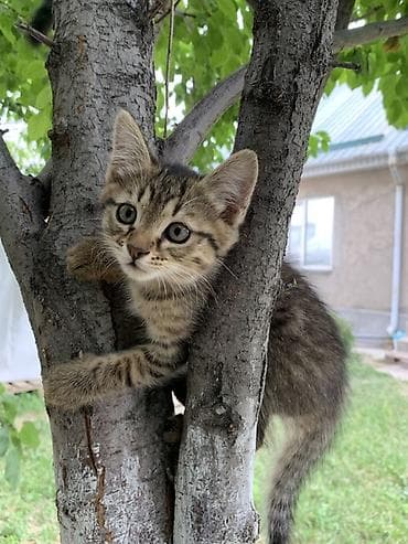 Котёнок, тигровый табби. - Порода: беспородный домашний (дворовой)