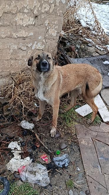 Үй жаныбарлары: Бельгийский овчарка . конкретно возьмёт уступка как будет — 4