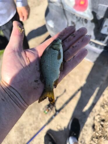 прикормочный кораблик с gps: Малёк Амур толстолобик карп сазан — 1