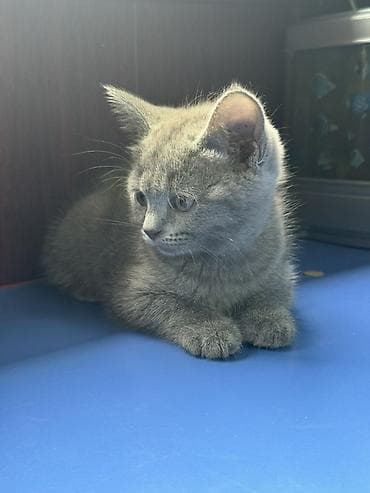 коротколапые котята: Британский короткошёрстный котёнок, окрас сплошной голубой (серый) — 3