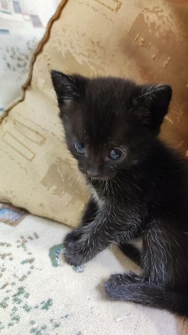 серые кошки фото: Котята Описание: - Милые домашние котята из одного помёта — 4